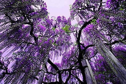 Purple Chinese Wisteria Tree - 6-12" Tall Seedling - 2.5" Pot - Live Plant - Wisteria sinensis