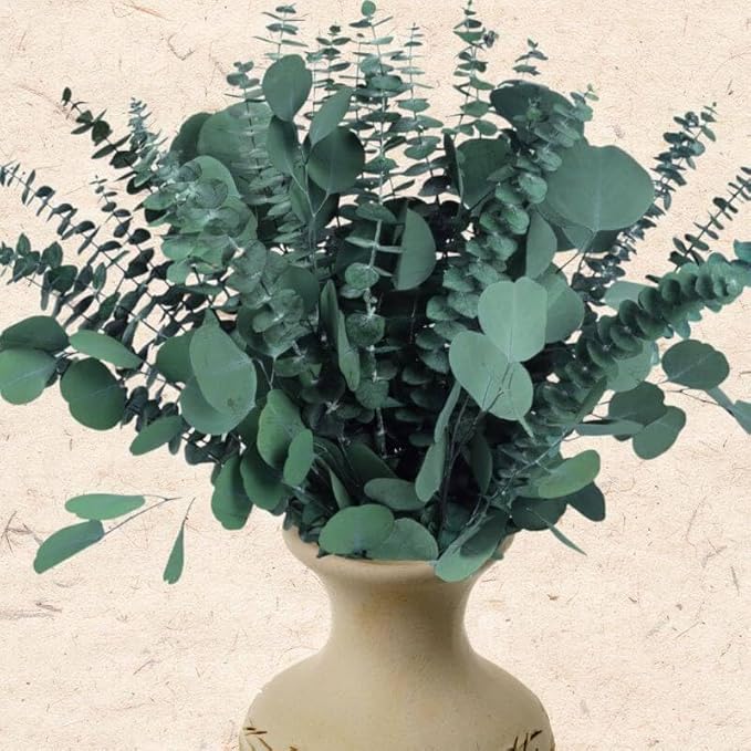 32 Pcs Large Dried Eucalyptus & Silver Dollar Leaves Bundle - 100% Natural Real Fresh Plants, 17" Preserved Eucalyptus Stems for Shower Hanging, Bathroom Decor, Garland, Greenery Plant (32)