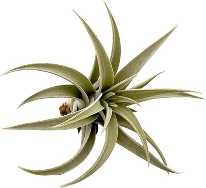 ragnaroc Air Plants - Flowering Tillandsia Harrisii, Large 3-5" - 1ct - Live Arrival Guaranteed - House Plants for Home Decor & Gift