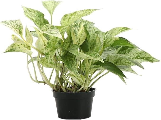 Live Marble Queen Pothos Plant, Epipremnum Aureum, Devil's Ivy, Live Indoor Plant, 4" Diameter Pot