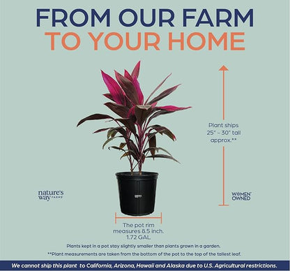 Cordyline Fruticosa, Red Sister, Ti Plant, Live Plant 25-30 in. Tall in Grower Pot by Nature's Way Farms