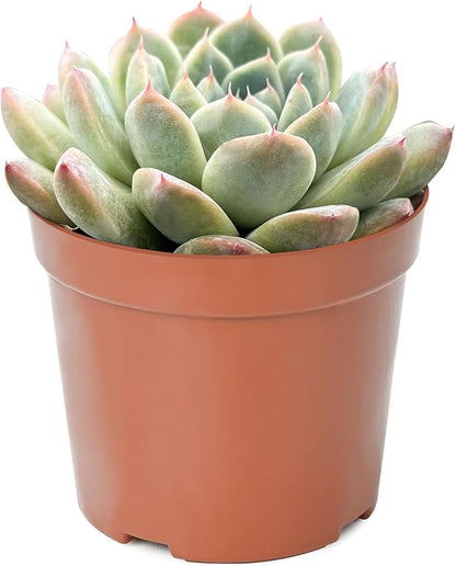 Live Succulent Plants Echeveria 'Albus Beauty', Easy Care Potted Succulents in 4" Pots, Indoor Houseplant, Unique Gifts, Home Office Décor
