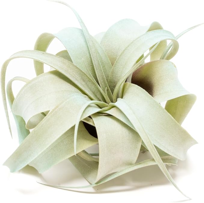 Light Blue Colorful Tillandsia Air Plants -Long Lasting Color Enhanced Live Tillandsia Succulent House Plants - Home and Garden Decor -Easy Care Indoor/Outdoor Plants (Mini Xerographica, Single)