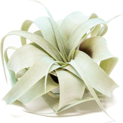 Light Blue Colorful Tillandsia Air Plants -Long Lasting Color Enhanced Live Tillandsia Succulent House Plants - Home and Garden Decor -Easy Care Indoor/Outdoor Plants (Mini Xerographica, Single)