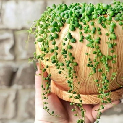 String of Pearls Plant Live, Trailing Succulent Vine, Rare Live Indoor Plant in Pot