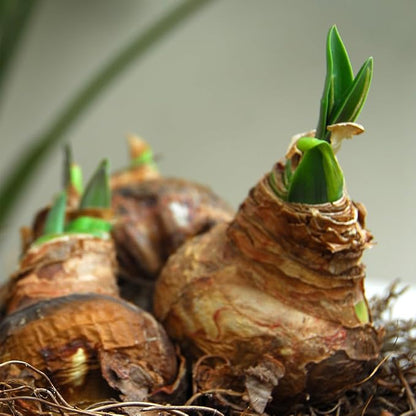 Merengue Spider Amaryllis Bulb by Horn Canna Farm | Exotic Indoor Flower Bulb for Winter Growing | Long Petaled Green Orange Bronze Blooms