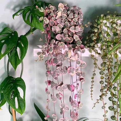 Ceropegia Woodii Variegated String of Hearts Plant Live, Rare Succulent Trailing Vine in Pot, Indoor Houseplant