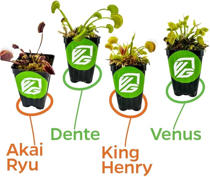 Fly Trap Live Carnivorous Plant - Dionaea muscipula - Wellspring Gardens Starter Plant (Bundle (1 King Henry + 1 Venus + 1 Dente + 1 Akai Ryu))