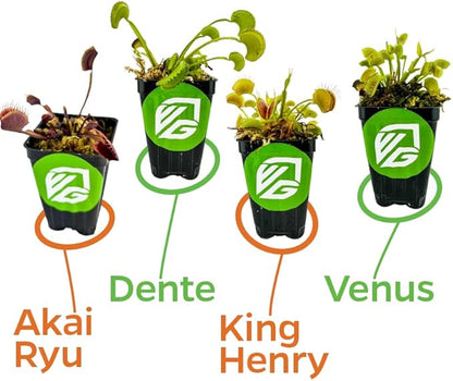 Fly Trap Live Carnivorous Plant - Dionaea muscipula - Wellspring Gardens Starter Plant (Bundle (1 King Henry + 1 Venus + 1 Dente + 1 Akai Ryu))