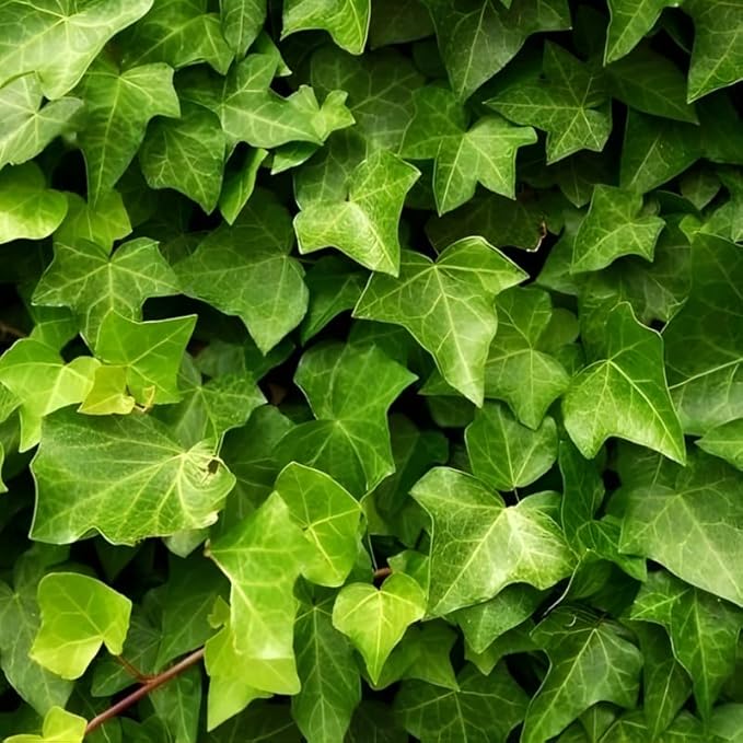 Green English Ivy Live Plant in 4 Inch Pot | Classic English Ivy Indoor Plant with Green Foliage | Easy-Care Trailing Houseplant for Shelves, Desks, Hanging Baskets & Home Décor