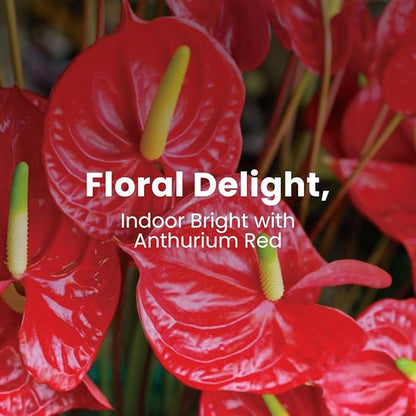 American Plant Exchange Live Red Anthurium – 6-Inch Pot – Tropical Flowering Houseplant with Glossy Heart-Shaped Blooms, Easy Care Indoor Plant for Homes, Offices, Desks & Decorative Displays