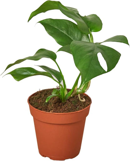 House Plant Shop | Monstera 'Minima' - 4" Pot |Live Indoor Plant | Easy to Care | Natural Décor Plant | Great Gifts| Free Care Guide