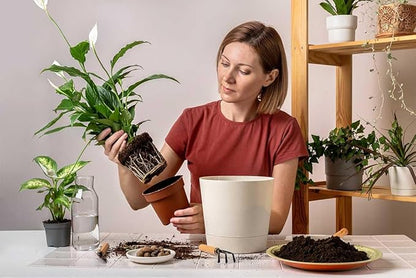 American Plant Exchange Peace Lily, Live Spathiphyllum Plants, 4-Inch Pots, 3 Pack in Deco Covers, Flowering Houseplants, Easy Care, Low Light, Perfect for Housewarming, Sympathy, or Party Gifts