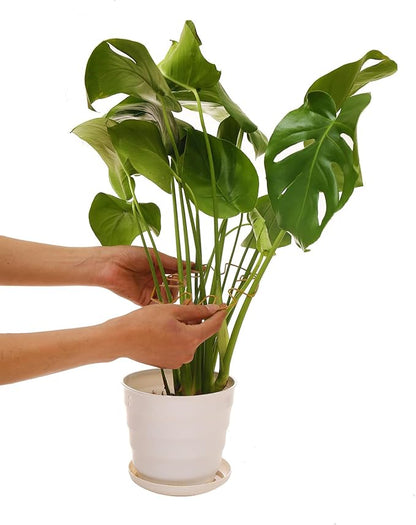 Spiritlele 5 Pcs Yellow Plant Stem Support Holder Set Monstera Plant Support Clamp Growth Accessories for Indoor Plants Big