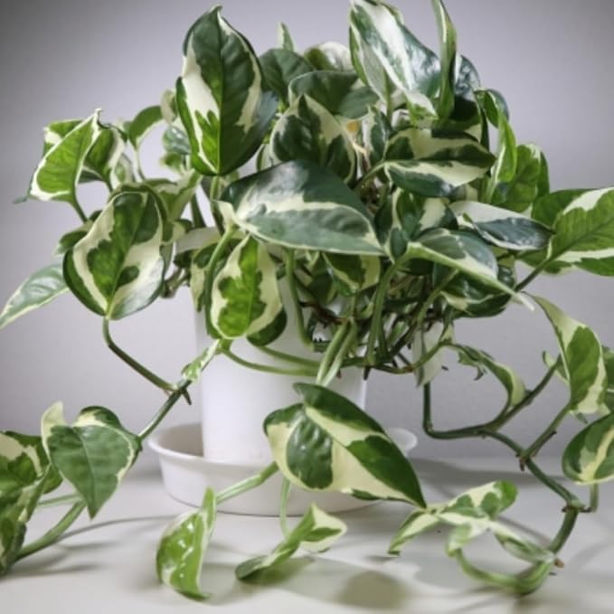 Live Pothos Plant, Pothos Live Plant from 5 to 7 Inc Tall, Houseplant Plant Gardening, 4 Inc Pot (Variegated)
