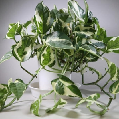 Live Pothos Plant, Pothos Live Plant from 5 to 7 Inc Tall, Houseplant Plant Gardening, 4 Inc Pot (Variegated)