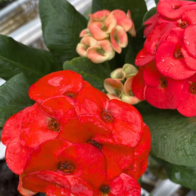 Red Crown of Thorns Live Plant in 4'' Pot, Cactus Indoor Houseplant, 1 Year Old Plant, Succulent Plant Live, Year Round Blooming