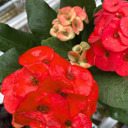 Red Crown of Thorns Live Plant in 4'' Pot, Cactus Indoor Houseplant, 1 Year Old Plant, Succulent Plant Live, Year Round Blooming