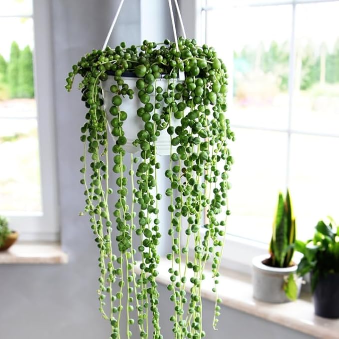 String of Pearls Plant Live, Trailing Succulent Vine, Rare Live Indoor Plant in Pot