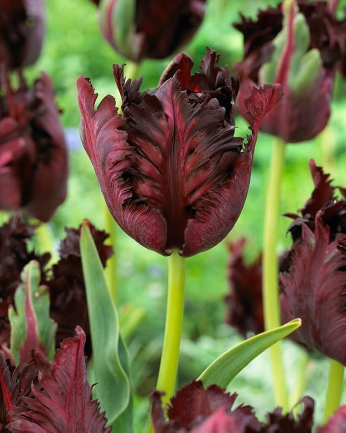 Black Parrot Tulip Bulbs – Stunning Black Ruffled Tulips are Rare and Beautiful (20 Bulbs)