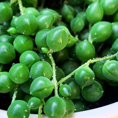 String of Pearls Plant Live for Indoor Outdoor Garden, String of Pearls Pot, Live String of Pearls Plant, Succulent Houseplants Decoration, Green String of Pearls, 2.5" Pot