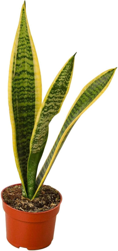 Snake Plant Laurentii Live Plant for Indoor | Different Houseplants in 3'' Pot | Real House Plant for Living Room, Office, Desk & Bathroom | Laurentii | Mother-in-law's Tongue