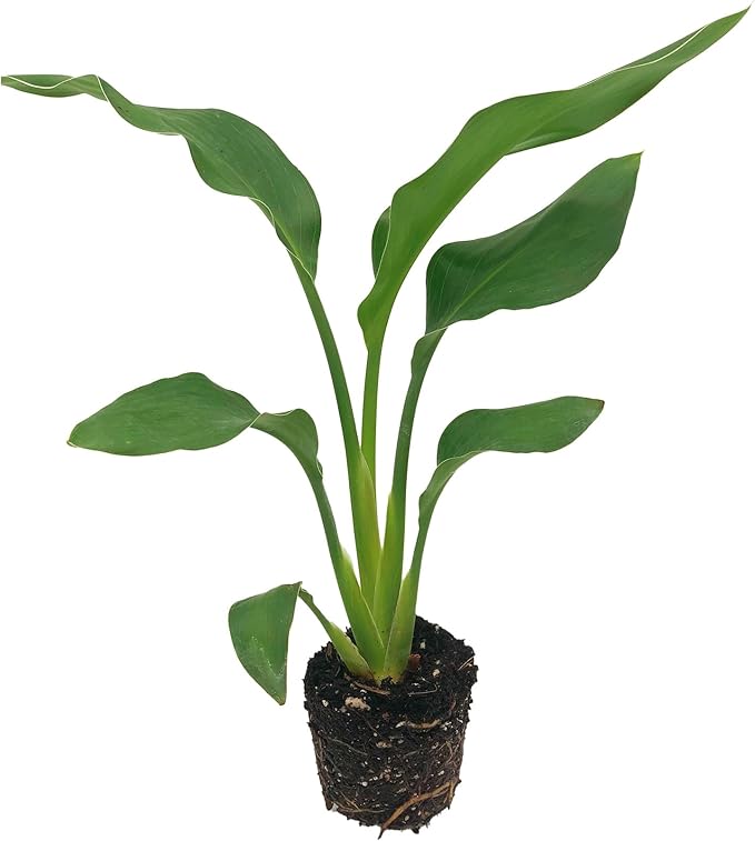 Live Orange Birds of Paradise Plant - ‘Orange Birds of Paradise’ Strelitzia Reginae - ragnaroc Tropical Plant 6-10” Tall - 1ct - Live Arrival Guaranteed - House Plants for Home Decor & Gift