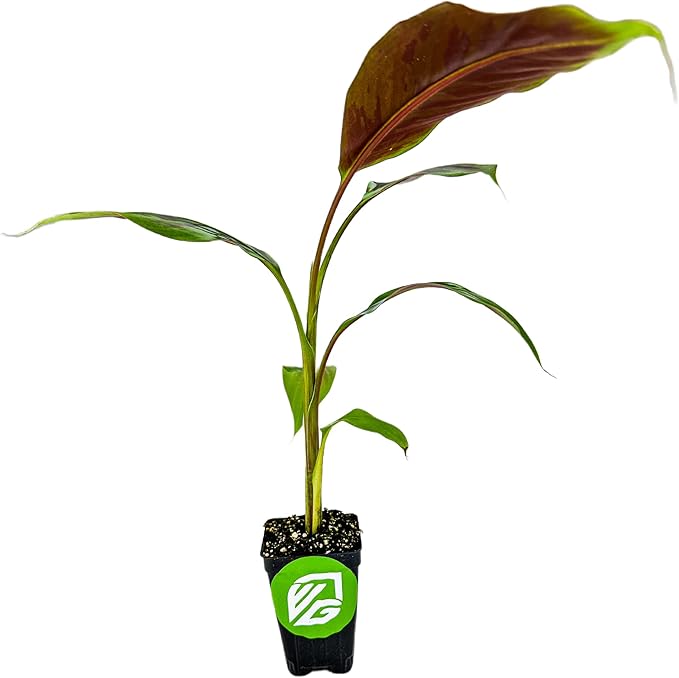 Zebrina Rojo Banana Tree Live Plant - Musa acuminata - Wellspring Gardens Starter Plant- Easy to Grow Starter Plants Great for Nature Lovers & Gardeners- Outdoor Planting in Home, Garden, Patio & Yard