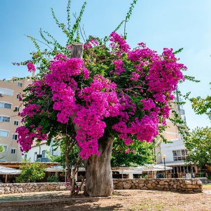 Set 2 Bright Pink Bougainvillea Plants Live, 5-8" Perennial Colorful Bougainvillea Plant for Outdoor Garden, Patio, Well Rooted