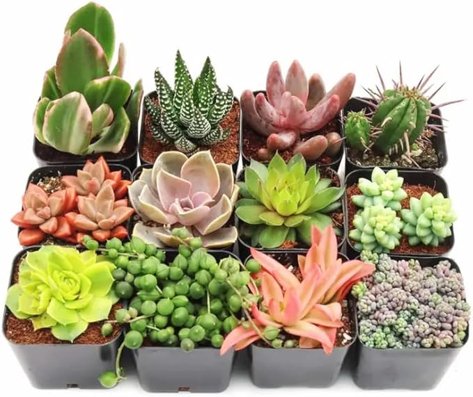 Pack 5 of Assorted Succulents Plant, 2 Inch Succulents Potted, Easy Care Mix Varieties, Succulent Cactus Live Plants in 2'' Pot Houseplant