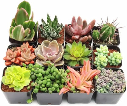 Pack 5 of Assorted Succulents Plant, 2 Inch Succulents Potted, Easy Care Mix Varieties, Succulent Cactus Live Plants in 2'' Pot Houseplant