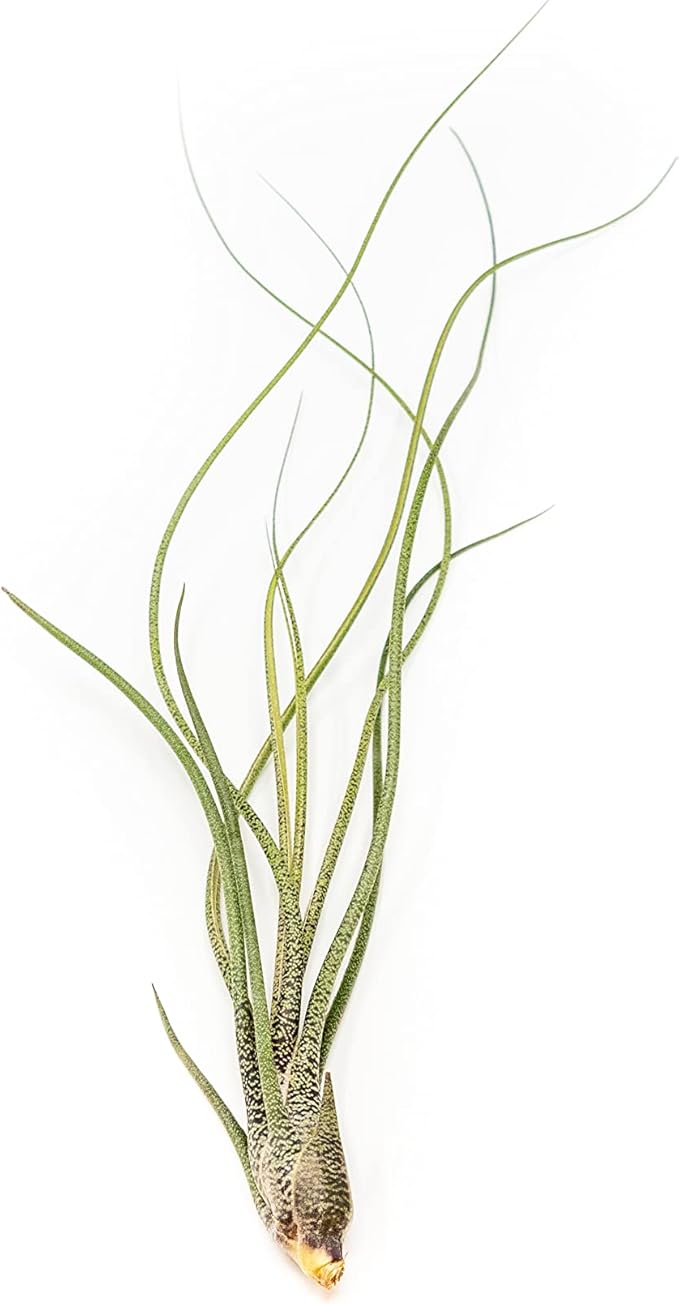 Pack of Wild Ones Air Plants - Tillandsia Caput Medusae, Butzii & Bulbosa Guatemala- Succulent House Plants for Holders-Available in Wholesale/Bulk- Easy Care Indoor/Outdoor Plants (Pack of 6 Large)