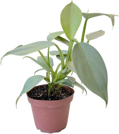 Silver Sword Philodendron, Rare Variety, Live Indoor Plant, 4 inch Pot - Hopewind Plants Shop