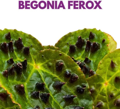 Begonia Ferox Rare with Spikes 4 inch