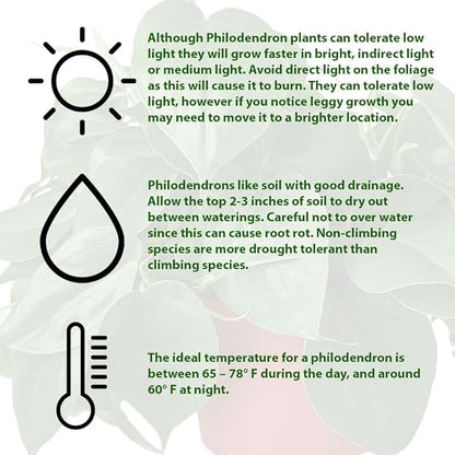 Philodendron Cordatum Heartleaf Live Plant for Indoor | Different Houseplants in 4'' & 6'' Pot | Real House Plant for Living Room, Office, Desk & Bathroom