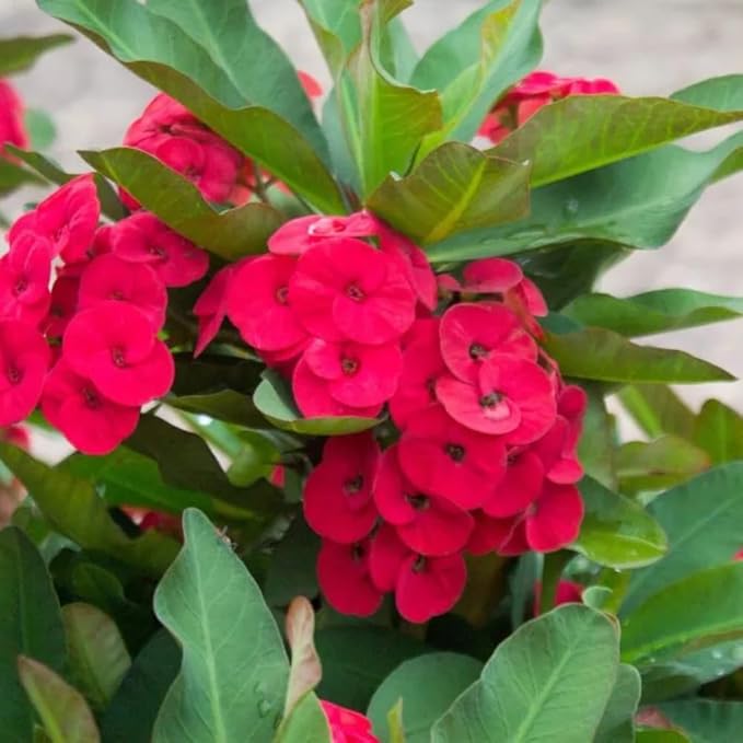 Red Crown of Thorns Live Plant in 4'' Pot, Cactus Indoor Houseplant, 1 Year Old Plant, Succulent Plant Live, Year Round Blooming