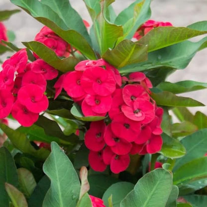 Red Crown of Thorns Live Plant in 4'' Pot, Cactus Indoor Houseplant, 1 Year Old Plant, Succulent Plant Live, Year Round Blooming