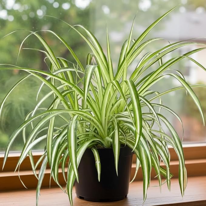 Curly Spider Plant Live 4 Inch Pot, Variegated Curly Leaves, Low Maintenance, Houseplant, Air Purifying