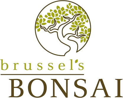 Brussel's Live Chinese Elm Outdoor Bonsai Tree - 15 Years Old; 14" to 18" Tall with Decorative Container