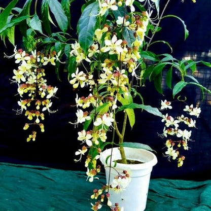 Clerodendrum Plant Live, Houseplant Well Rooted, Fragrant Light Bulb Chain of Glory Flowers Vine, 5 to 9 Inch Tall, No Pot (Clerodendrum Wallichii Smithianum)