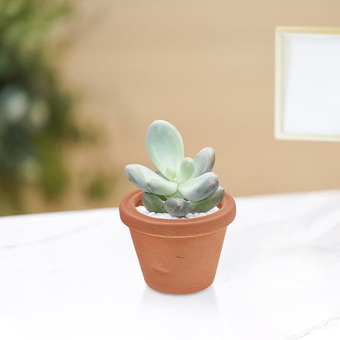 2pcs Mini Red Terracotta Clay Pots Vintage Thumb Planters for Succulents Small Plants Desktop Nursery Craft Decor