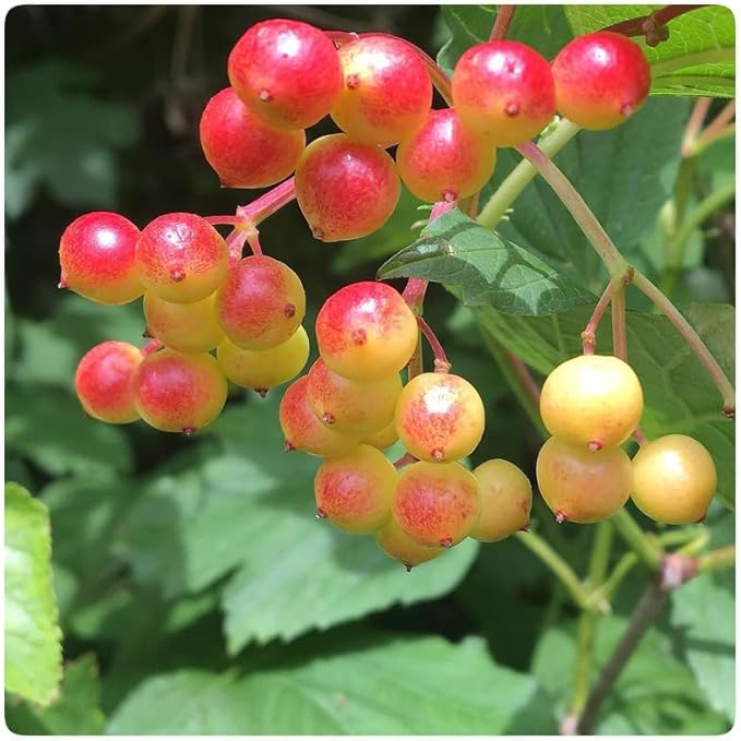 Random Viburnum Tree Live Plant Shrub in Pot, Fragrant Flower, Dormant in Winter, 6-12" in Tall, Bare Root to CA, Bush Shrub Spring Blooms