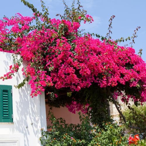 Set 2 Dark Pink Bougainvillea Plants Live, 5-8" Perennial Colorful Bougainvillea Plant for Outdoor Garden, Patio, Well Rooted