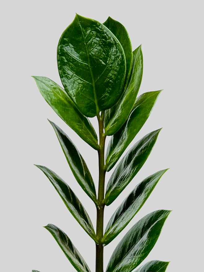 ZZ Plant in 6-inch Pot, Green Zamioculcas Zamiifolia, Indoor Air Purifying Plant for Home and Office Decor (1)