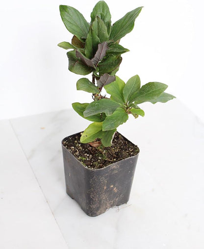 MyShelfie Purple Honeysuckle Vine Plant Fragrant Purple Flower (Lonicera Japonica Purpurea), Live Starter Plant with Purple Leaves, 2-Inch Pot