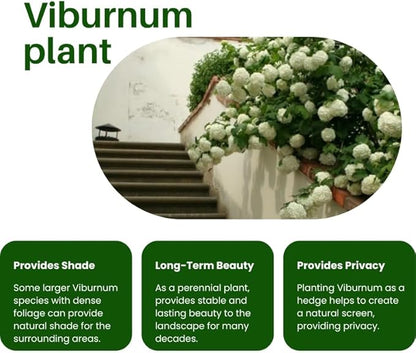 Japanese Snowball Viburnum Tree Live Plant Shrub in Pot, Fragrant Flower, Dormant in Winter, 6-12" in Tall, Bare Root to CA, Bush Shrub Spring Blooms