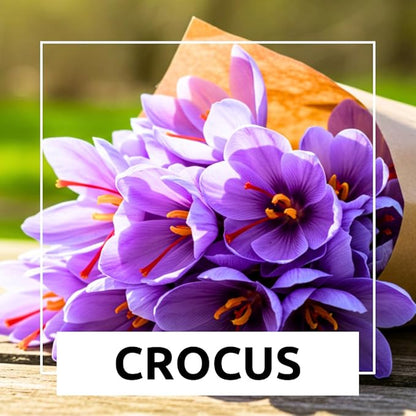 Rare Crocus Saffron Flower Bulbs for Planting, Crocus Sativus (10 Bulbs)