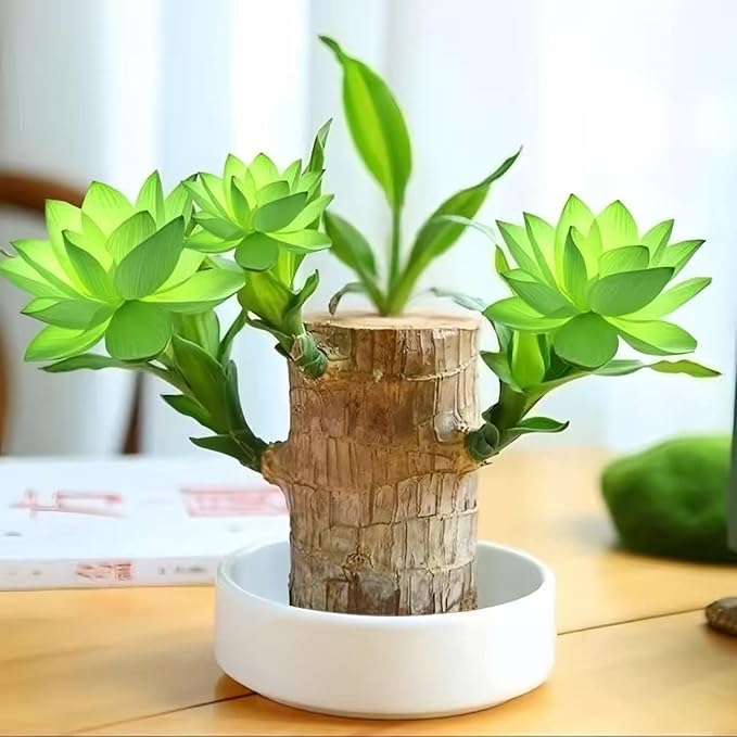 Lucky Wood Plant, Small Indoor Plant, Brazilian Wood Plants, About to Sprout, Office Desk Ornaments, Kitchen, Living Room, Home Decoration（Green）