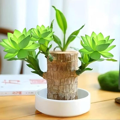 Lucky Wood Plant, Small Indoor Plant, Brazilian Wood Plants, About to Sprout, Office Desk Ornaments, Kitchen, Living Room, Home Decoration（Green）