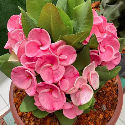 Pink Crown of Thorns Plant, 5-8" Euphorbia Milii Plant, Crown of Thorns Plants Live for Planting Outdoors Indoors, Well Rooted, No Pot